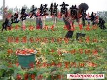 草莓大姜草莓苗選購指南 價(jià)格、廠家與圖片信息詳解